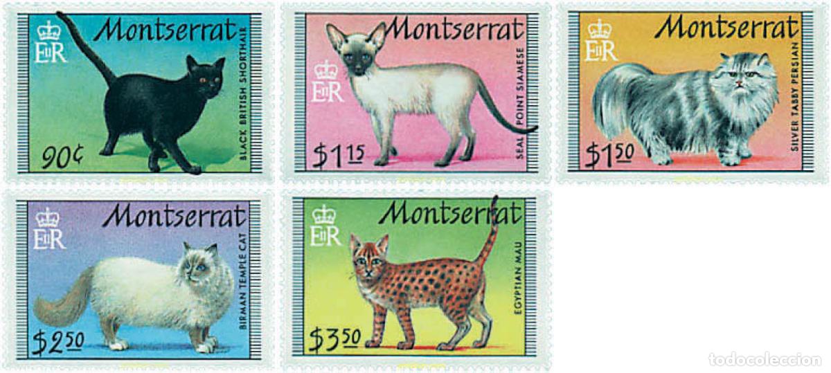 Sellos: 37613 MNH MONTSERRAT 1991 GATOS DE RAZA