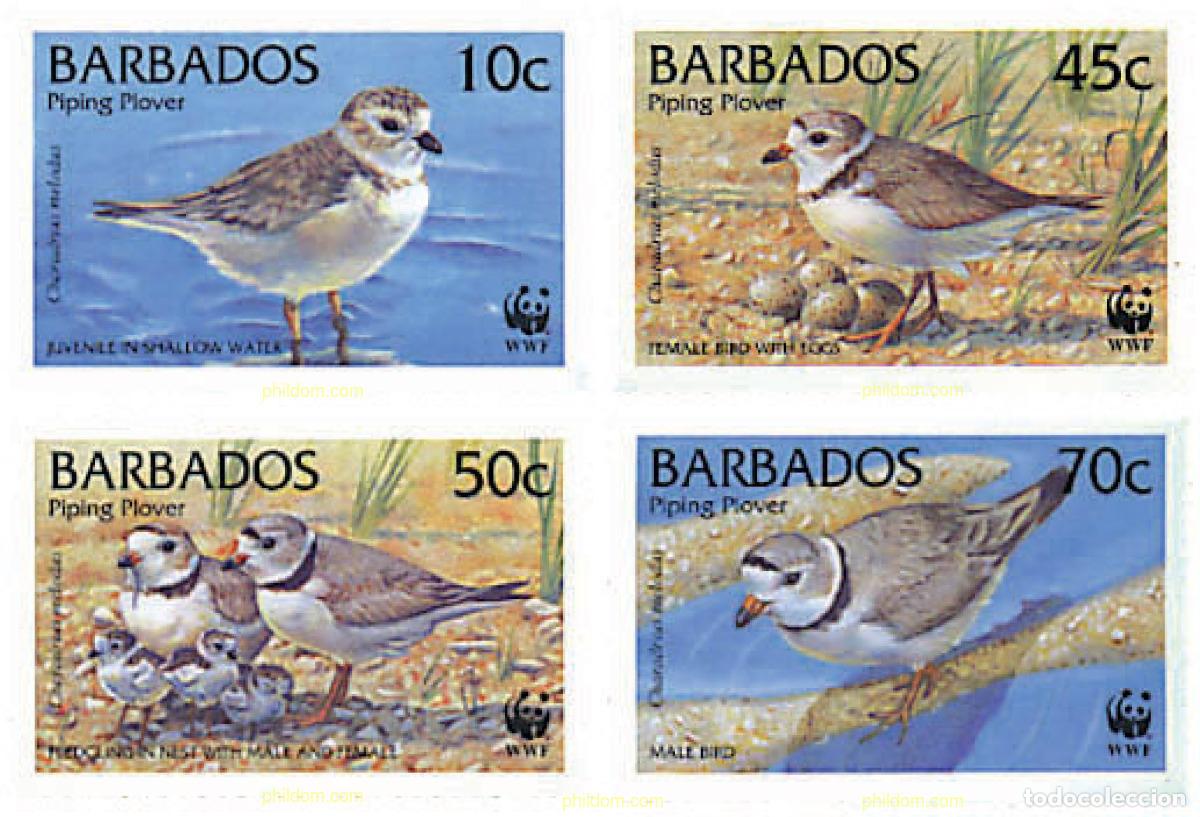 Briefmarken: 74200 MNH BARBADOS 1999 CHORLITEJO SILBADOR