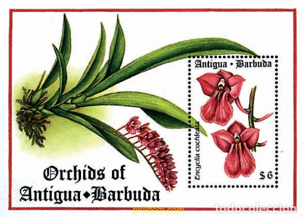 Sellos: 286584 MNH ANTIGUA Y BARBUDA 1994 ORQUIDEAS