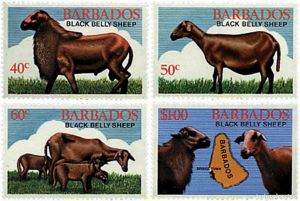 Sellos: 29489 MNH BARBADOS 1982 RAZAS DE CORDEROS.