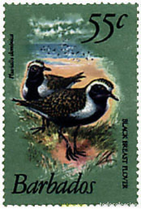 Sellos: 33224 MNH BARBADOS 1981 FAUNA. AVES