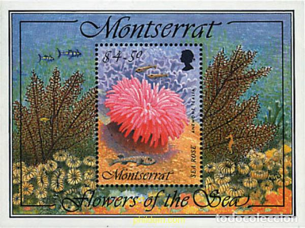 Timbres: 95697 MNH MONTSERRAT 1995 FLORA MARINA