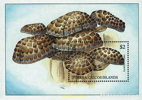 Sellos: 286101 MNH TURKS Y CAICOS 1994 SETAS - Foto 1