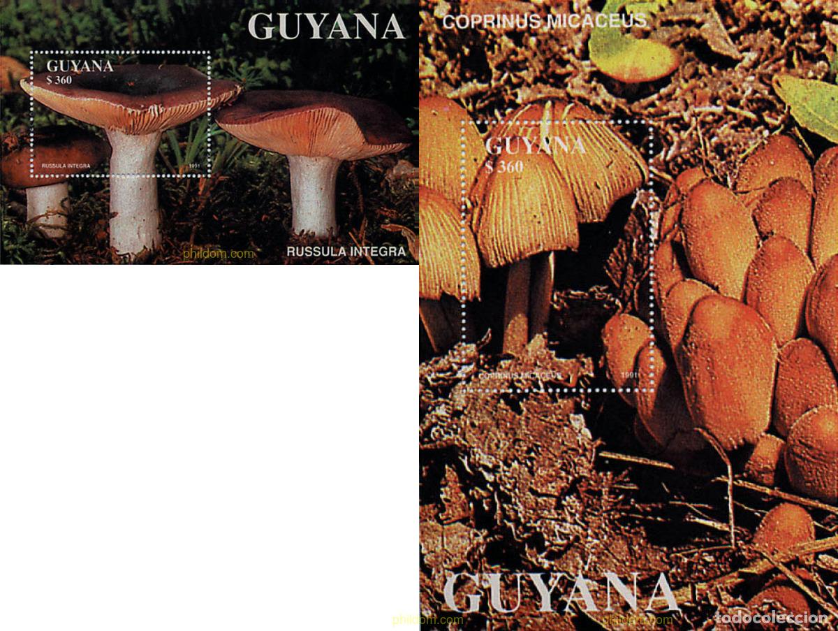 Sellos: 34561 MNH GUYANA 1991 SETAS - Foto 1