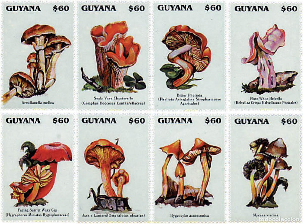 Sellos: 321460 MNH GUYANA 1996 SETAS - Foto 1