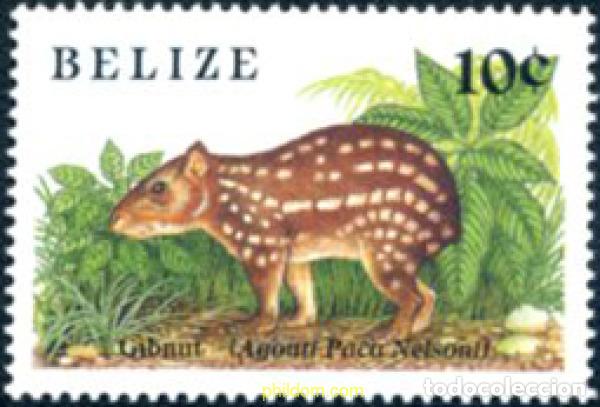 Sellos: 29527 MNH BELIZE 1989 PEQUE&Ntilde;O MAMIFERO.