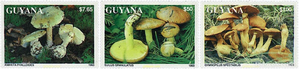 Sellos: 626552 MNH GUYANA 1993 SETAS