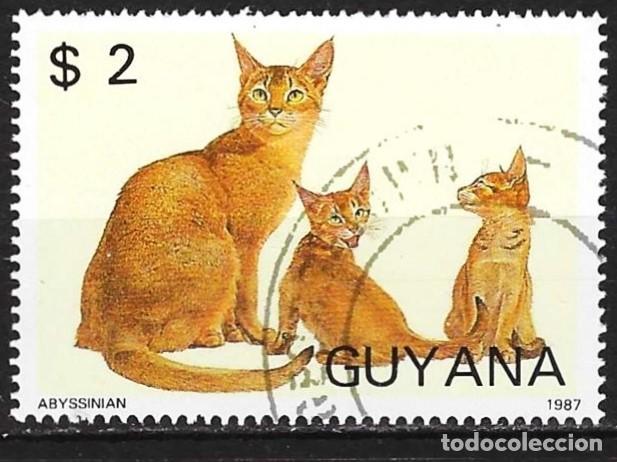 Sellos: Guyana 1988 - Mi 2087 - YT 1769MM - Gato abisinio