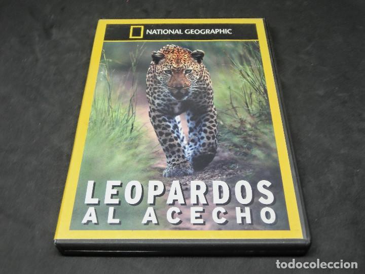 Series de TV: DVD - DOCUMENTAL - NATIONAL GEOGRAPHIC - LEOPARDOS AL ACECHO - Foto 1