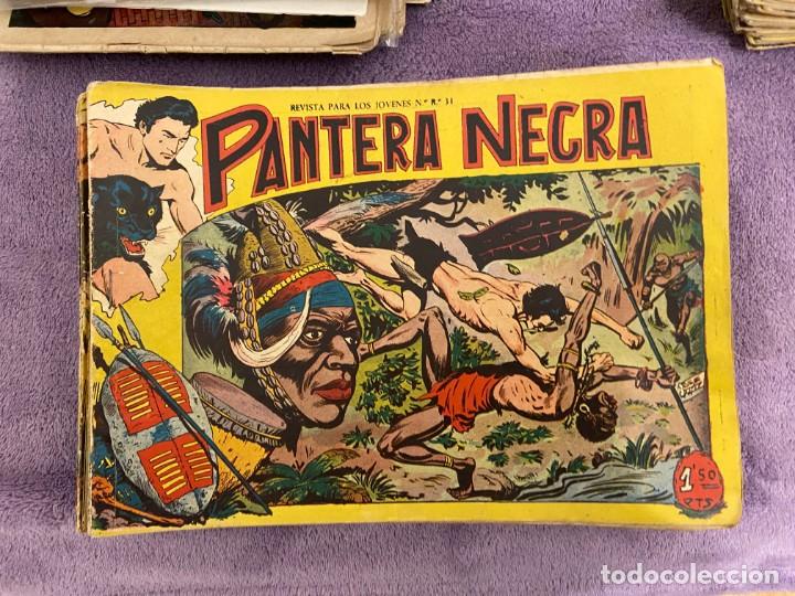 pantera negra padre 1,50 lote de 