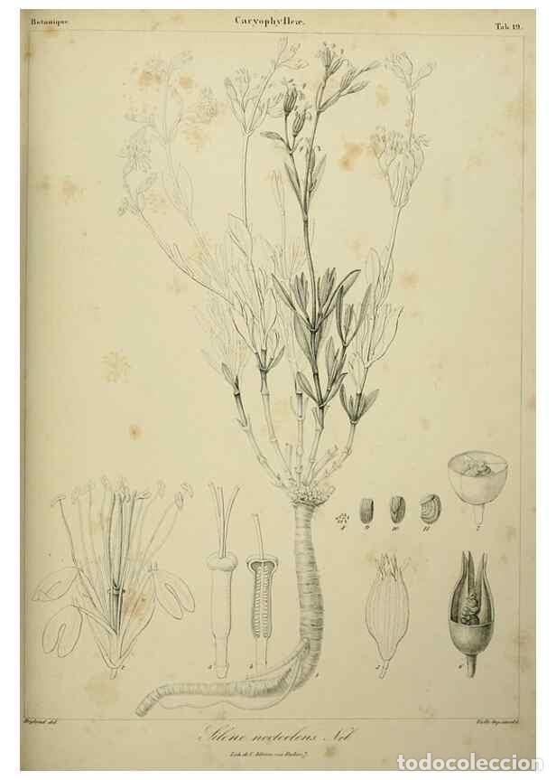 Reproducción/Reproduction 7408908354: Phytographia canariensis /. Paris :Béthune,1836-1850. - Berthe