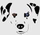 avatar lua_dalmata