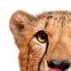 avatar salmycheetah