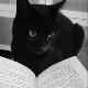 avatar LibrosTobias