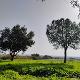 avatar parkia61