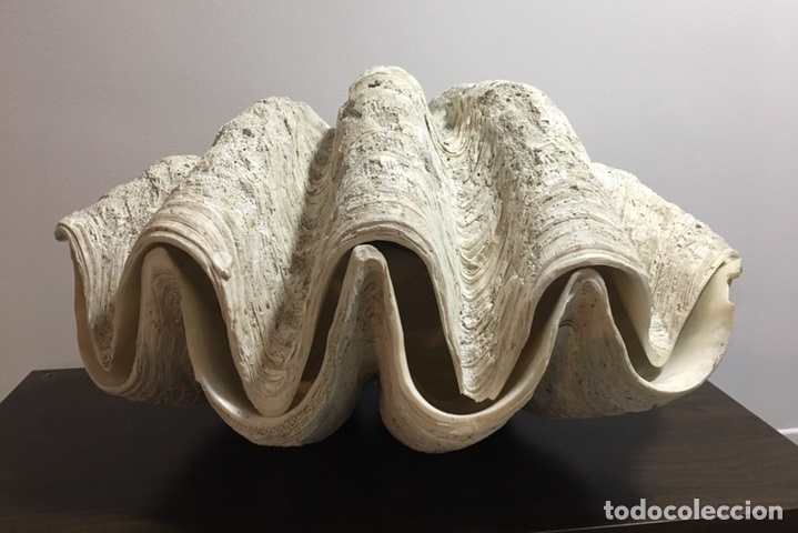 Malacolog&iacute;a, coleccionismo de conchas