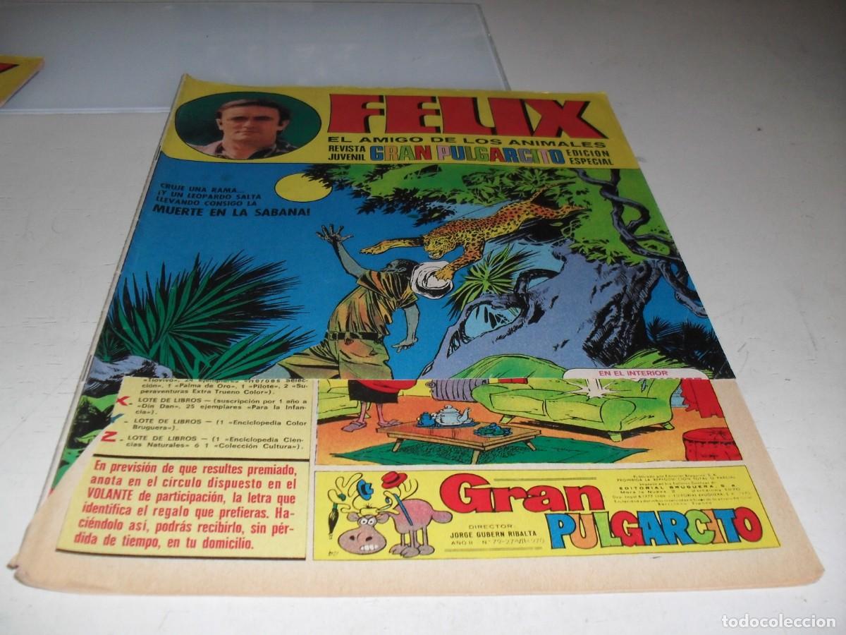 Comics: GRAN PULGARCITO N&ordm; 79,CON FELIX,EL AMIGO DE LOS ANIMALES,DE 84.BRUGUERA,1969