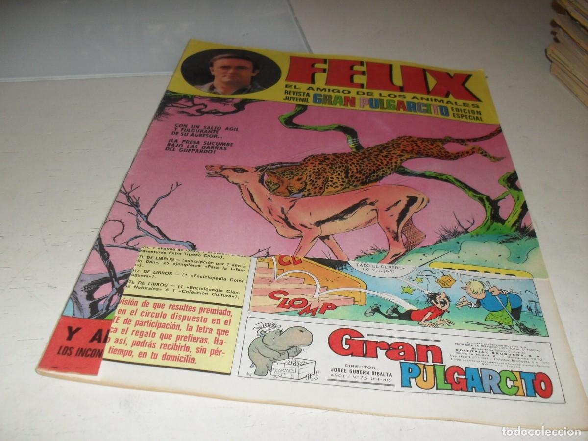 Livros de Banda Desenhada: GRAN PULGARCITO N&ordm; 75,CON FELIX,EL AMIGO DE LOS ANIMALES,DE 84.BRUGUERA,1969