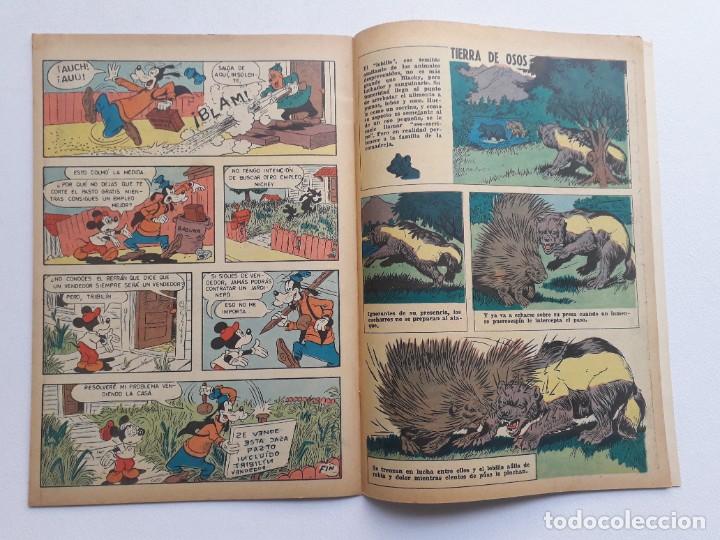 Tebeos: Disneylandia n&deg; 99 - original editorial Zig Zag - Chile - Foto 3