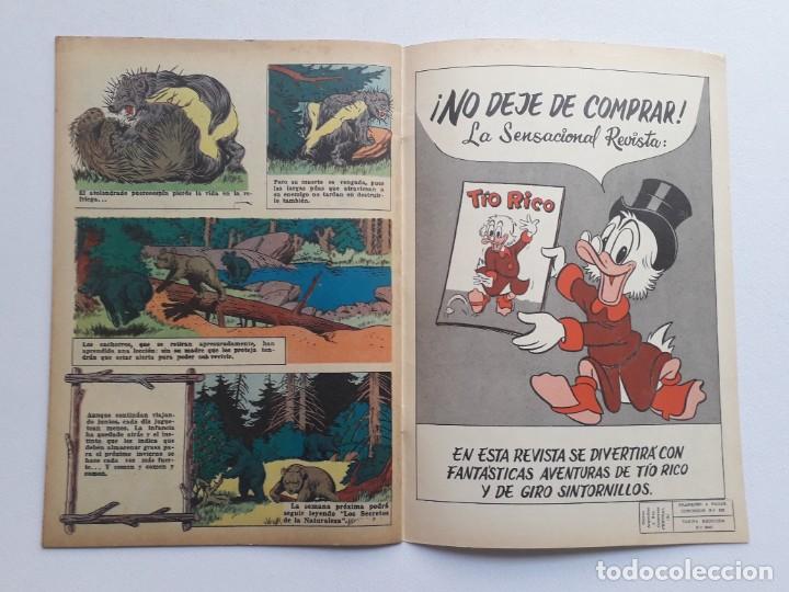Tebeos: Disneylandia n&deg; 99 - original editorial Zig Zag - Chile - Foto 4