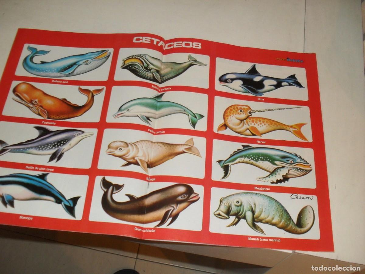 Tebeos: PETETE N&ordm; 128,CON POSTER CETACEOS,(DE 177).EDICIONES PTT,1982 - Foto 2