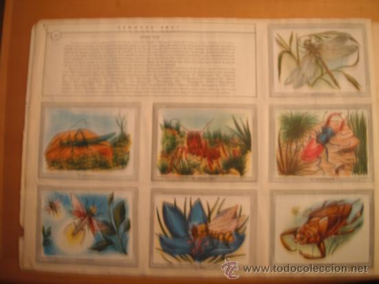 Tebeos: ALBUM MAGA. VIDA Y COLOR.1965. - Foto 12