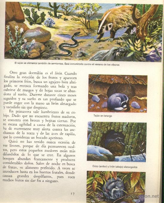 Tebeos: En bosques y montañas.Giuseppe Zanini.Editorial Molino.1967. - Foto 4 - 22979463