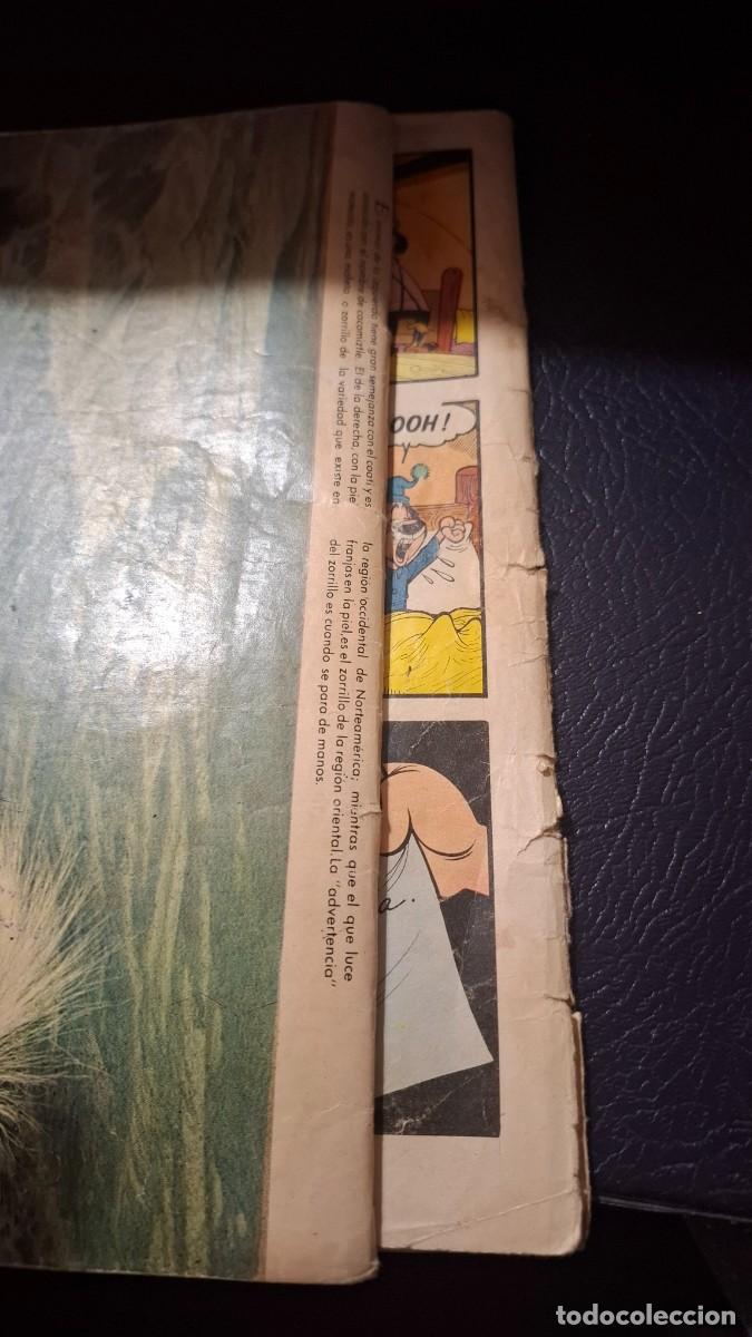 Tebeos: Domingos alegres, Tin Tin y Castorcito, 161 -171 - Foto 3
