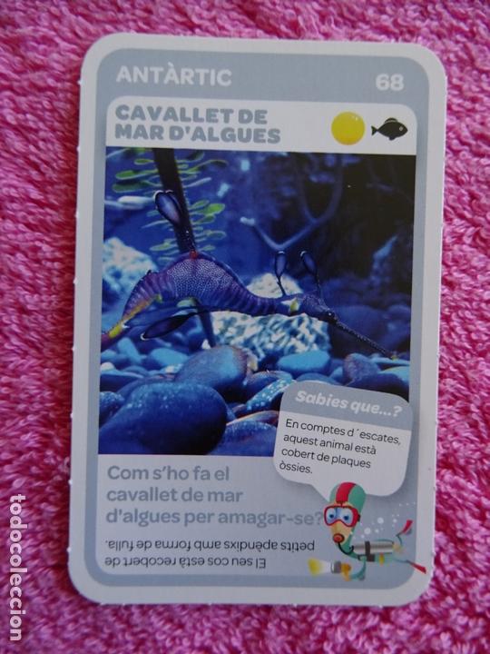 super animals 68 cavallet de mar d'algues super - Buy Antique trading cards  on todocoleccion