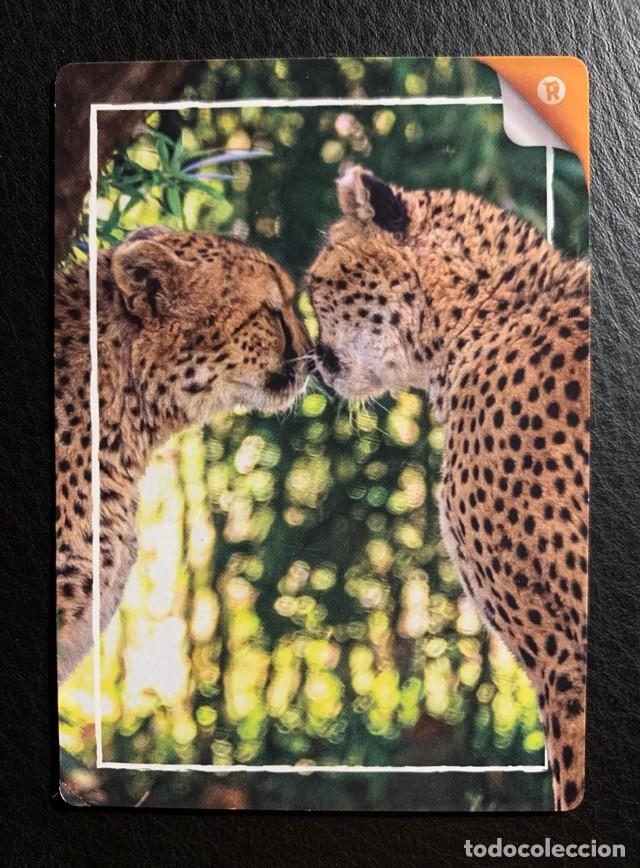 Trading cards: 357 GUEPARDO REWILD Panini 2022 - Foto 1