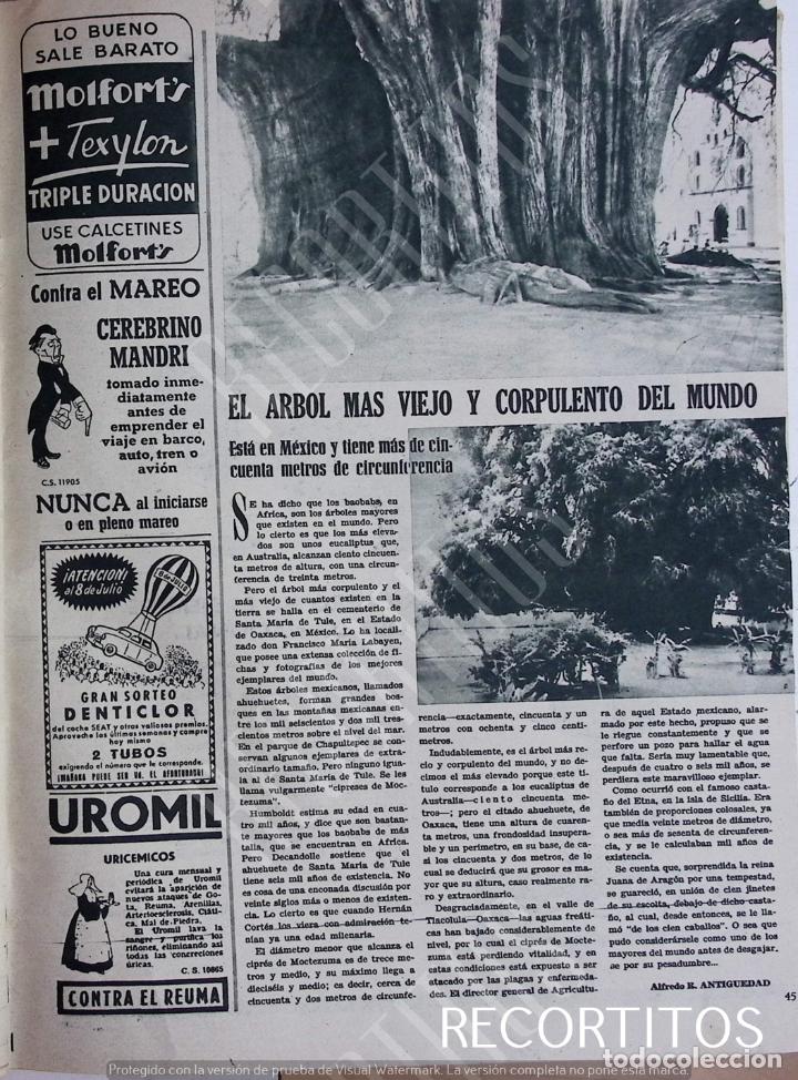 Trading cards: SEAT DENTICOLOR EN MEXICO EL ARBOL MAS VIEJO Y CORPULENTO DEL MUNDO