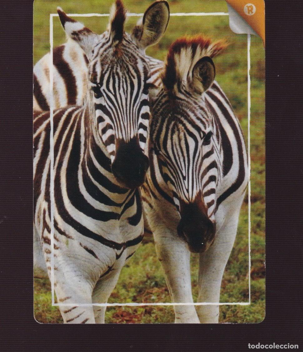 Trading cards: CEBRAS NUMERO R PANINI REWILD DEL A&Ntilde;O 2022