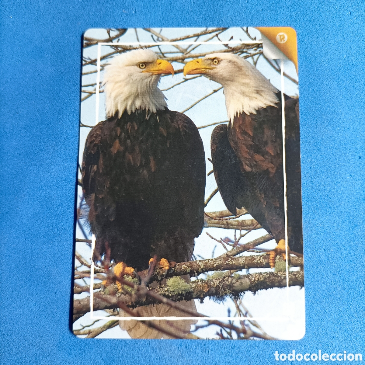 Trading cards: CARTA PANINI 2021. REWILD. - Foto 1