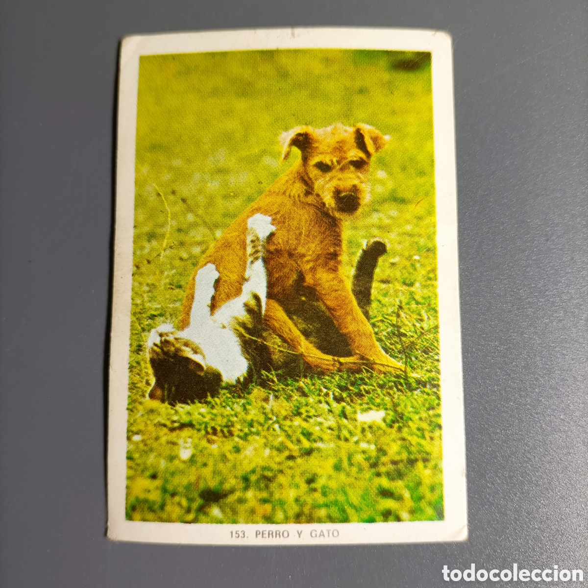 Trading Cards: CROMO COLECCIONABLE №153 PERRO Y GATO