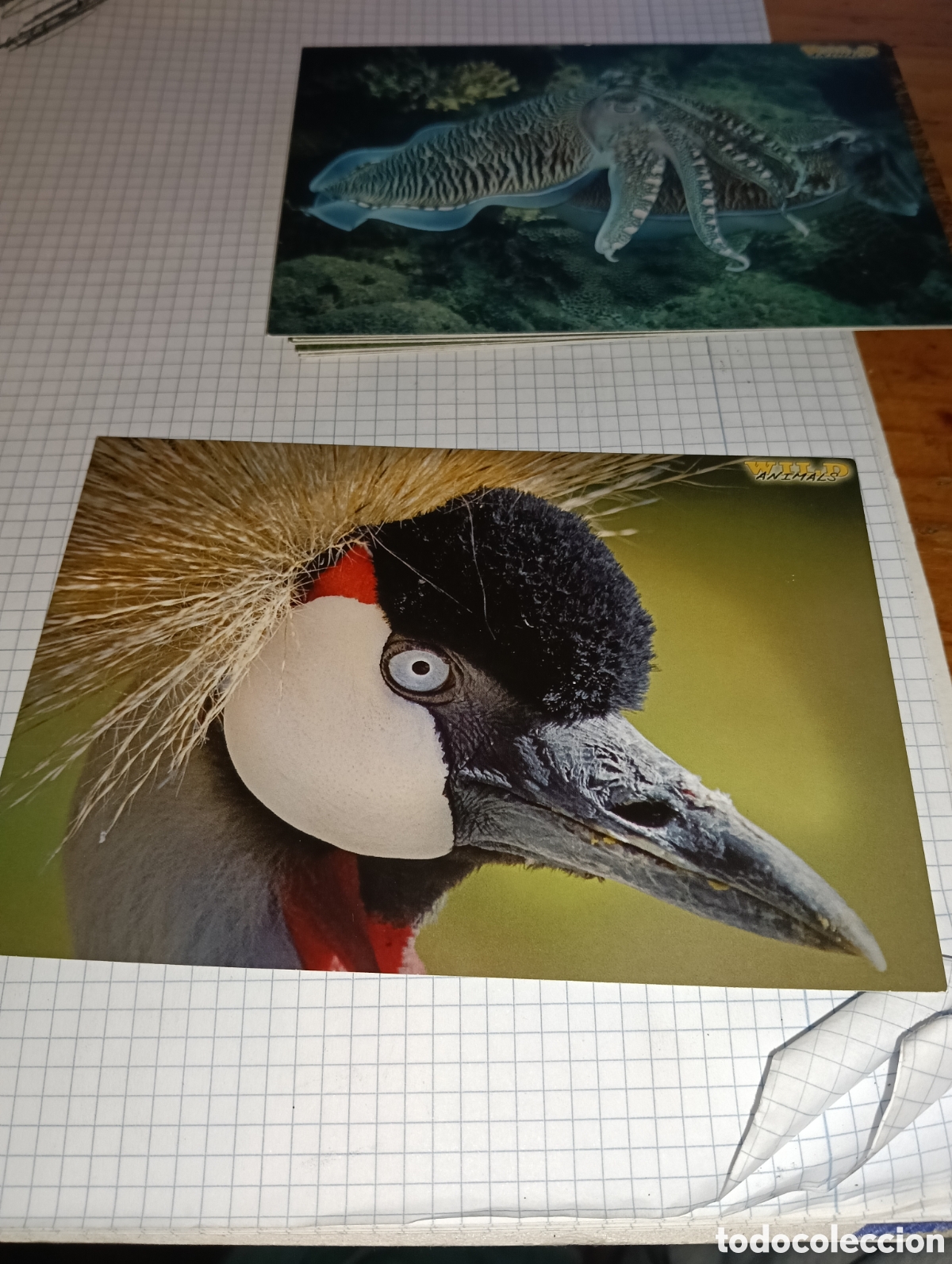 Trading Cards: Tarjeta 122 Wild Animals Mundicromo 2013