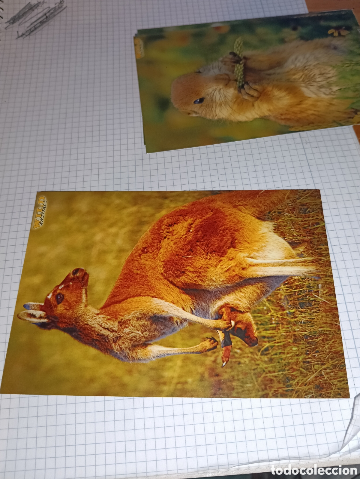 Trading Cards: Carta 70 Wild Animals Mundicromo 2013