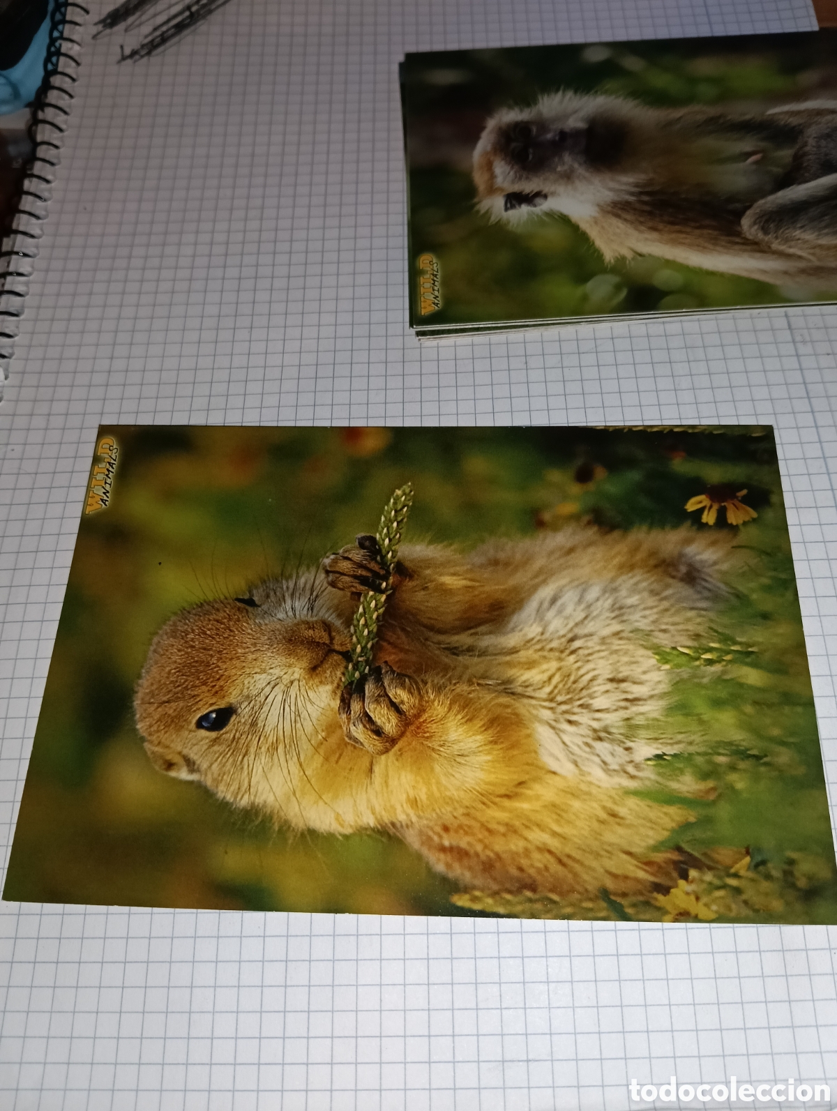 Trading Cards: Carta 69 Wild Animals Mundicromo 2013