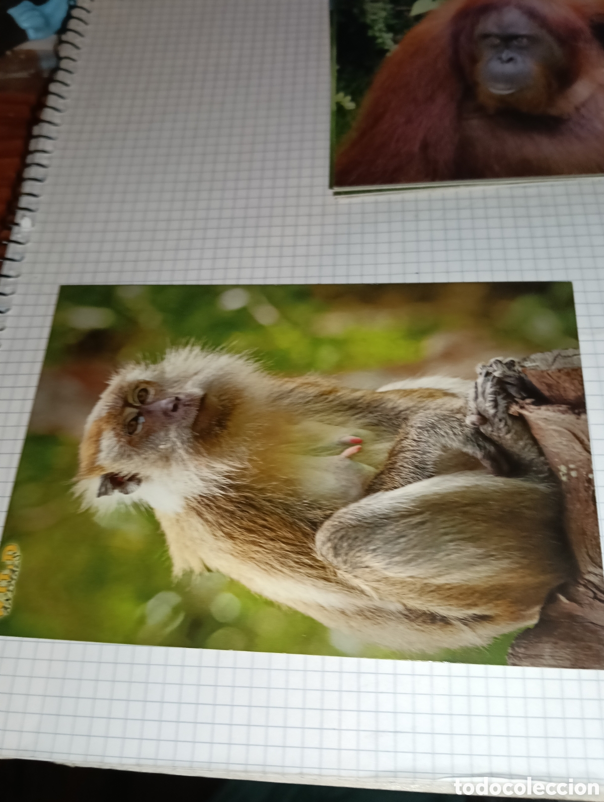 Trading Cards: Carta 56 Wild Animals Mundicromo 2013