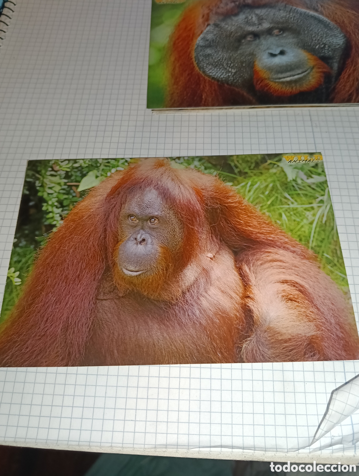 Trading Cards: Carta 54 Wild Animals Mundicromo 2013