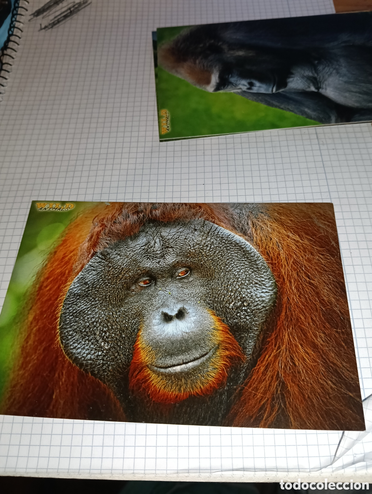 Trading Cards: Carta 53 Wild Animals Mundicromo 2013