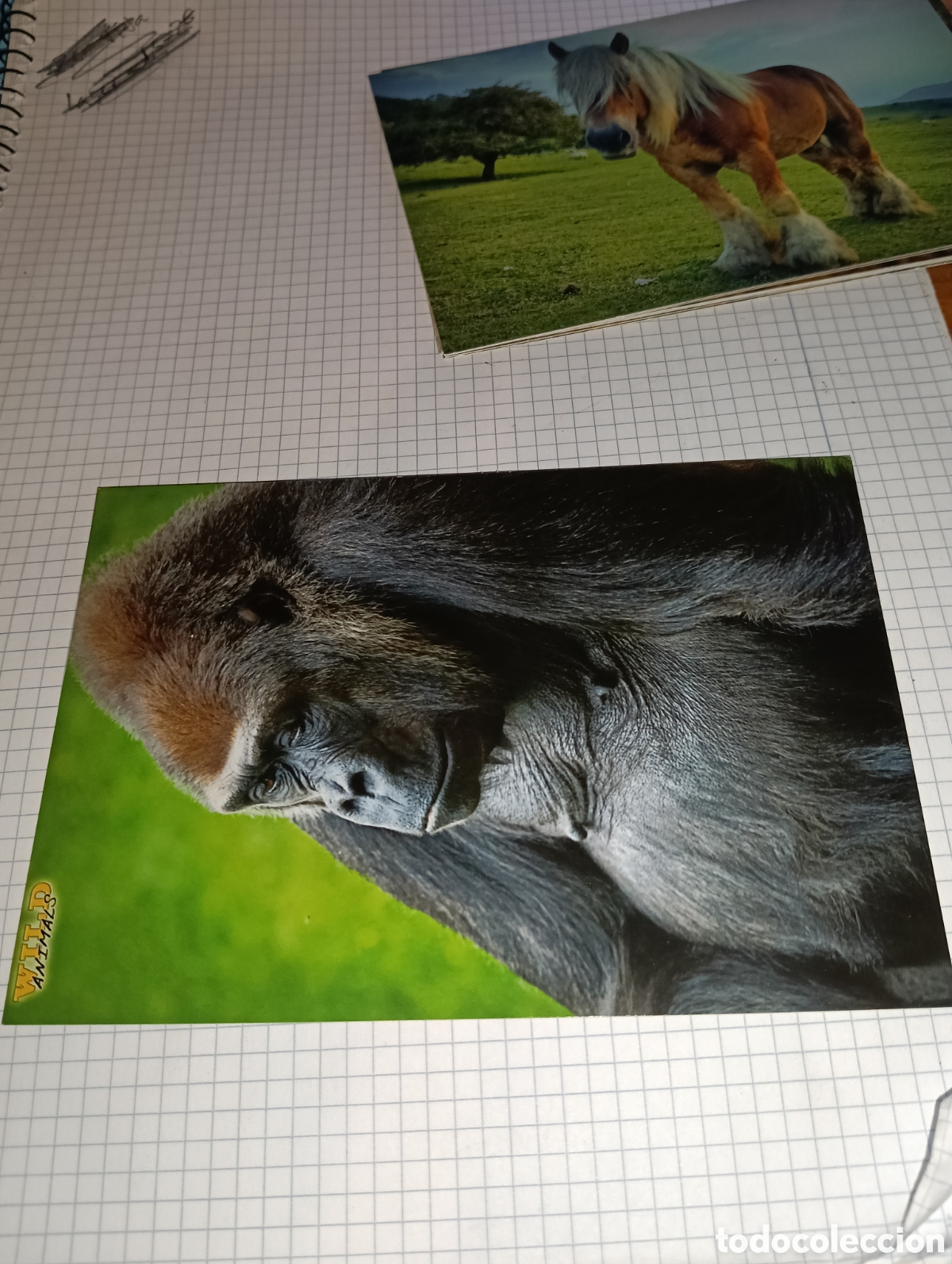 Trading Cards: Carta 52 Wild Animals Mundicromo 2013