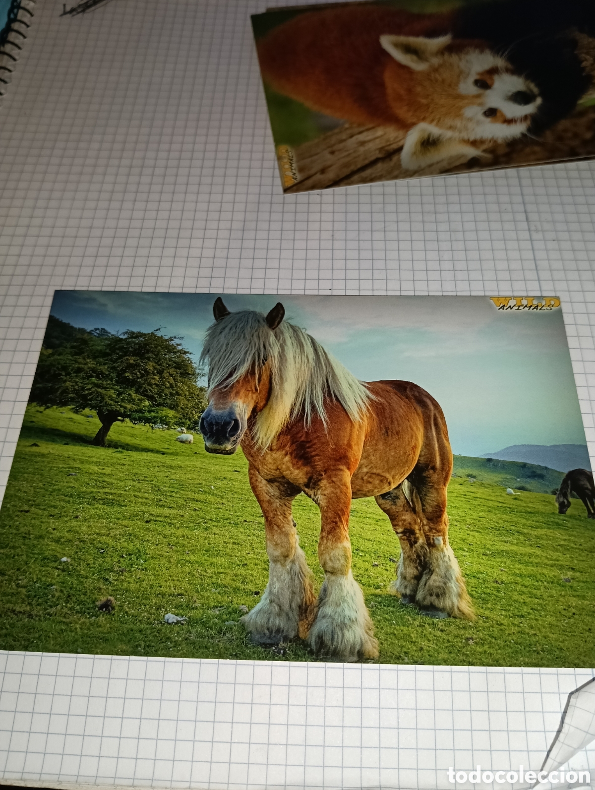 Trading Cards: Carta 40 Wild Animals Mundicromo 2013