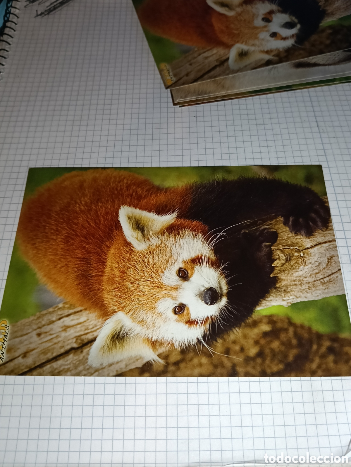 Trading Cards: Carta 24 Wild Animals Mundicromo 2013