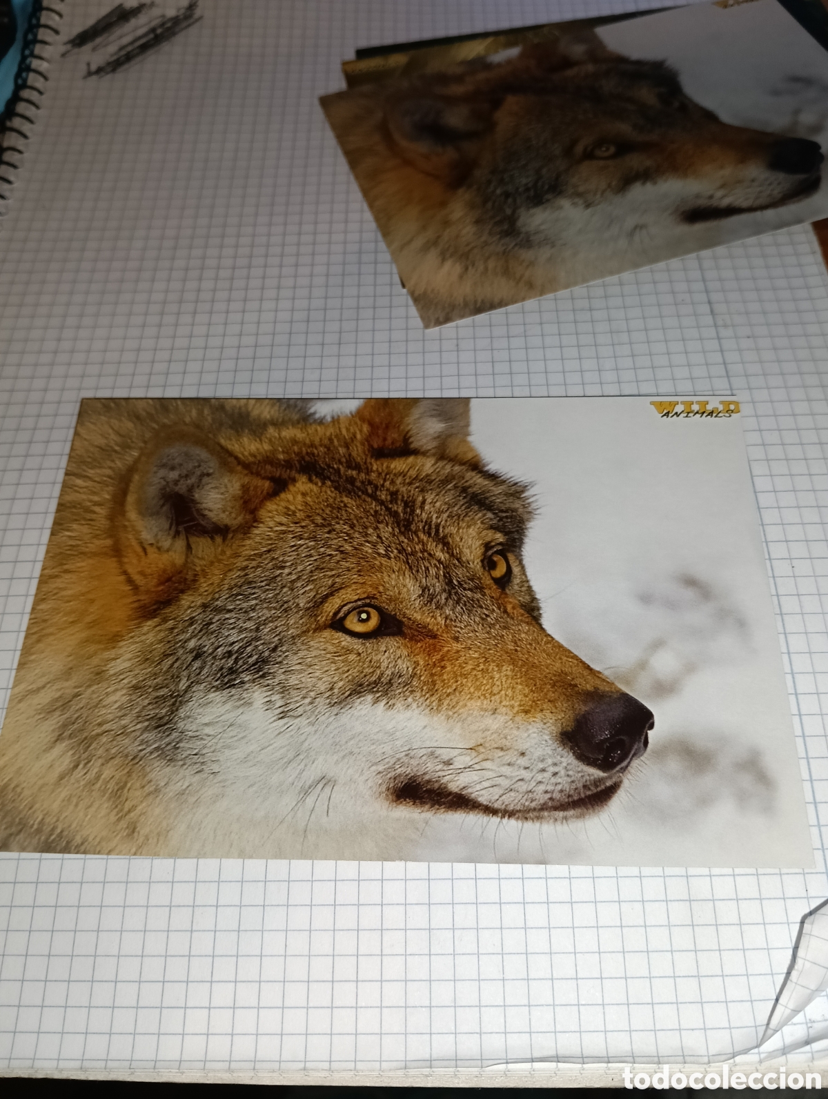 Trading Cards: Carta 17 Wild Animals Mundicromo 2013