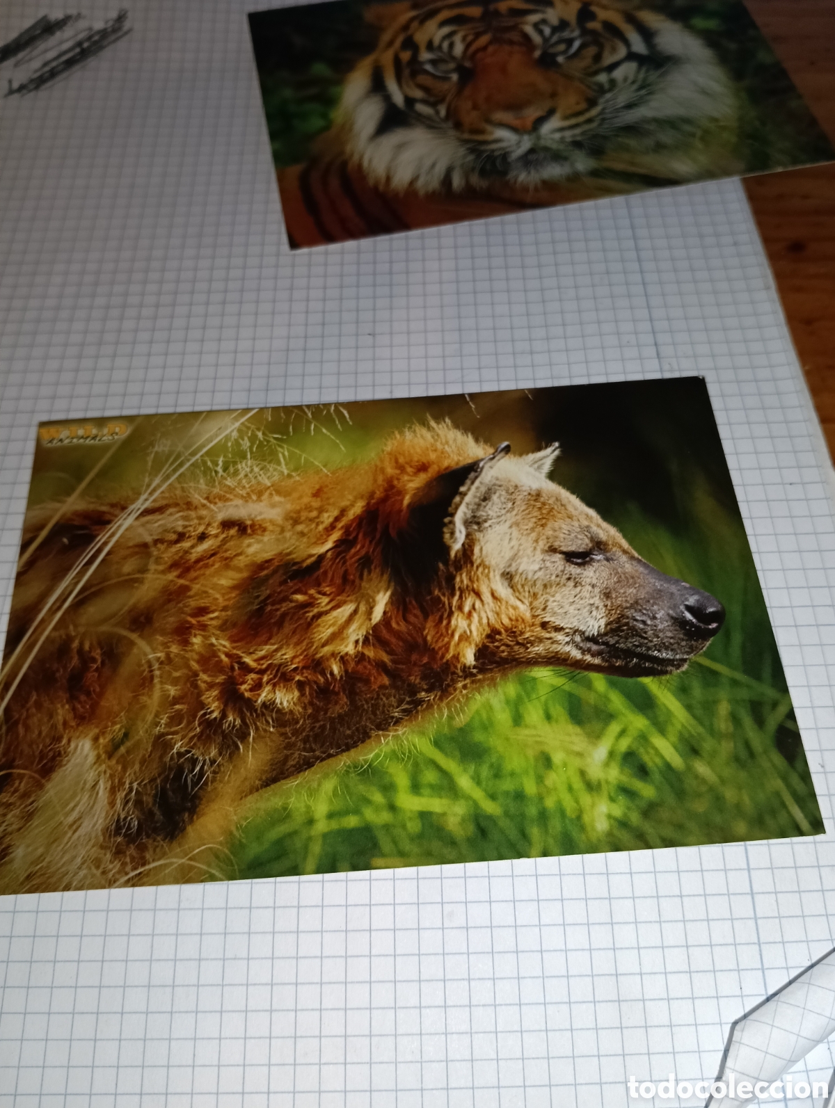 Trading Cards: Carta 13 Wild Animals Mundicromo 2013