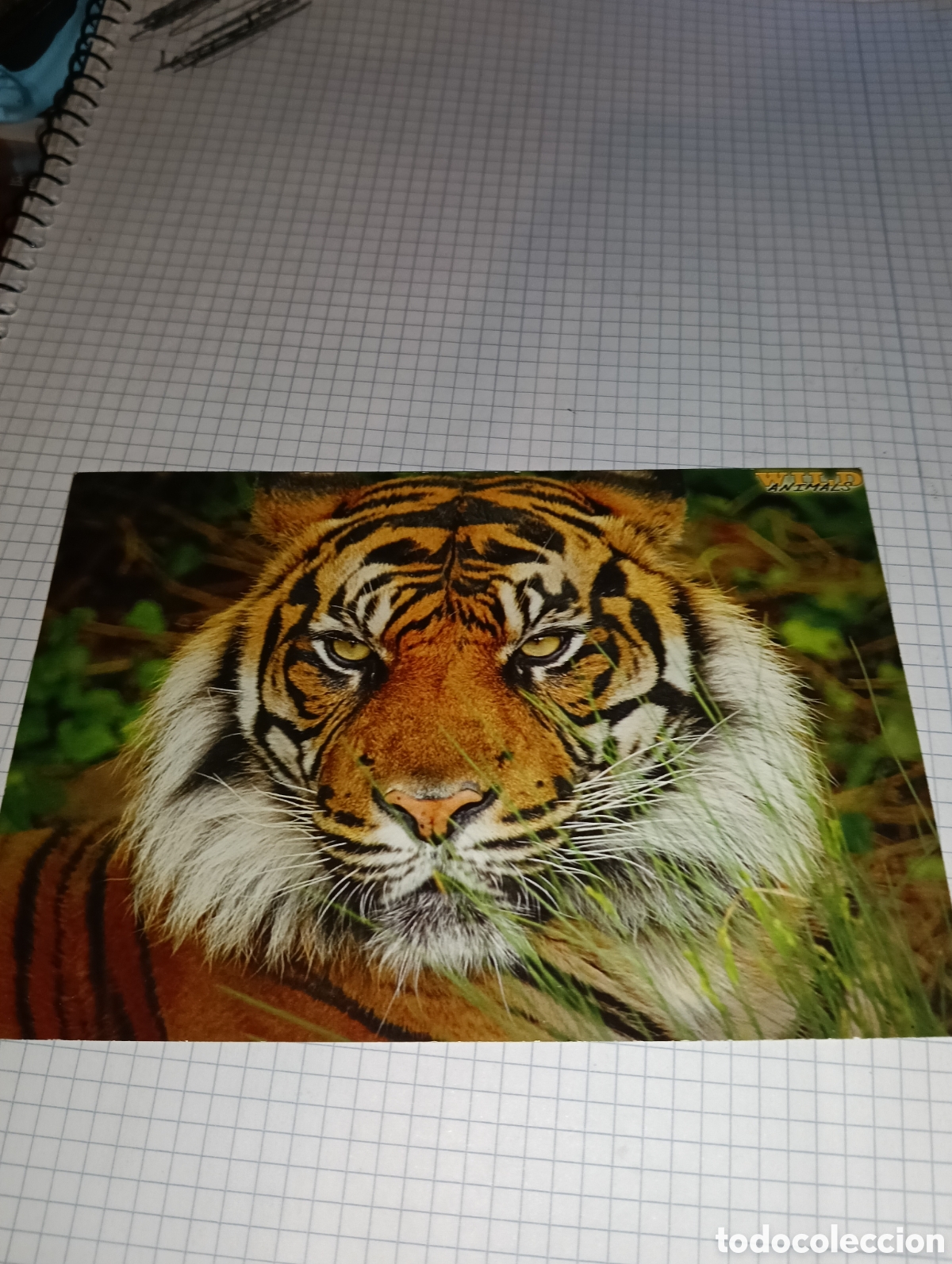 Trading Cards: Carta 001 Wild Animals Mundicromo 2013