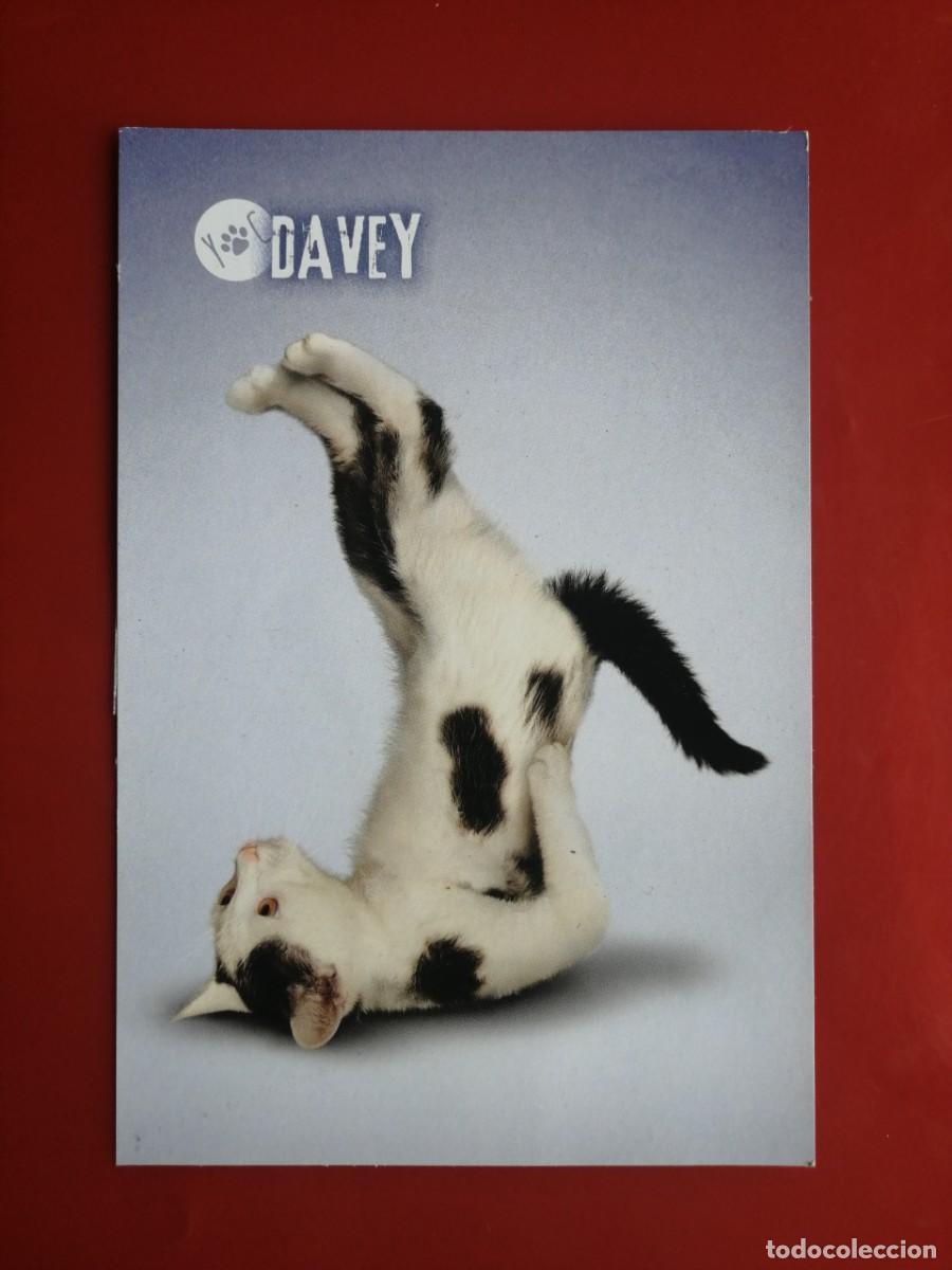 Trading Cards: 19595 TRADING CARD ITALIA &ndash;PANINI &ndash;YOGA CATS YOGA DOGS -101 DAVEY -GATO