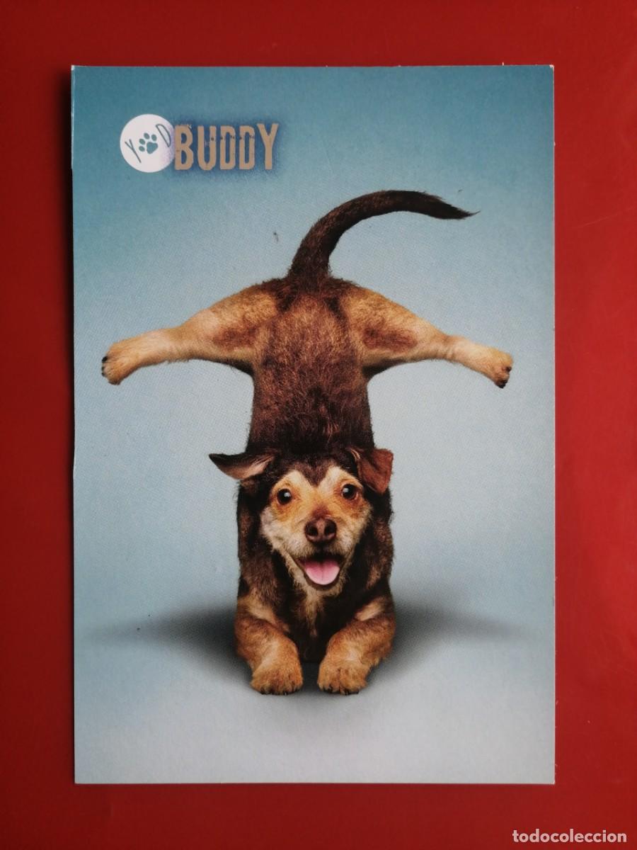 Sammelkarten: 19594 TRADING CARD ITALIA &ndash;PANINI &ndash;YOGA CATS YOGA DOGS &ndash;9 BUDDY -PERRO