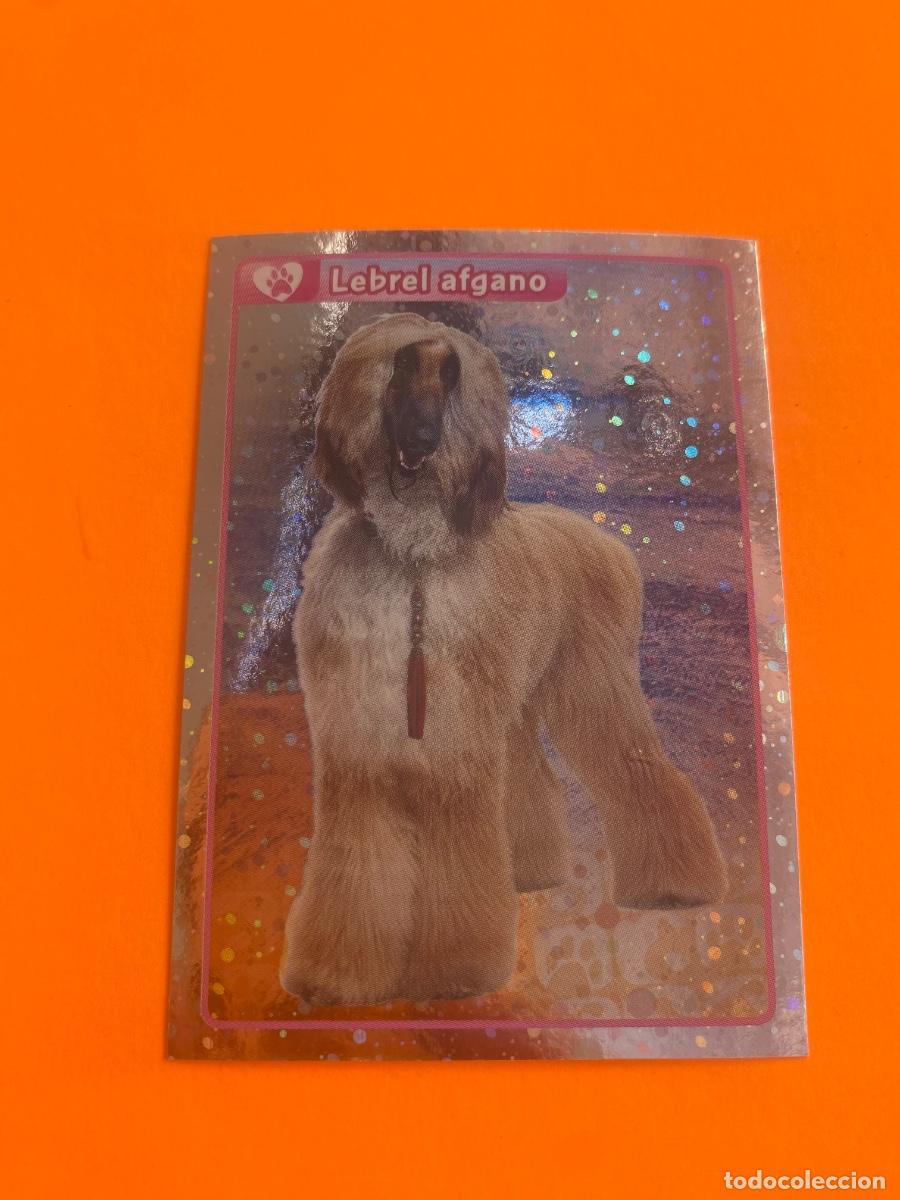 Trading cards: Cromo El Gran &Aacute;lbum del mundo animal 2013 n.333