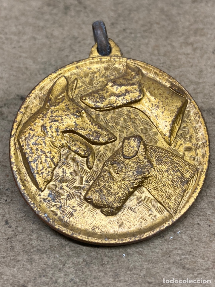 Trofeos y medallas: Medalla real sociedad canina - Foto 1